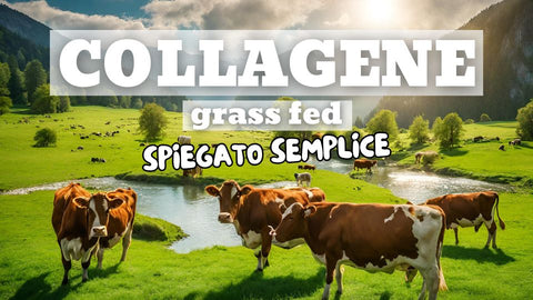 collagene bovino grass fed carnivore company spiegato semplice - perché il collagene bovino grass fed