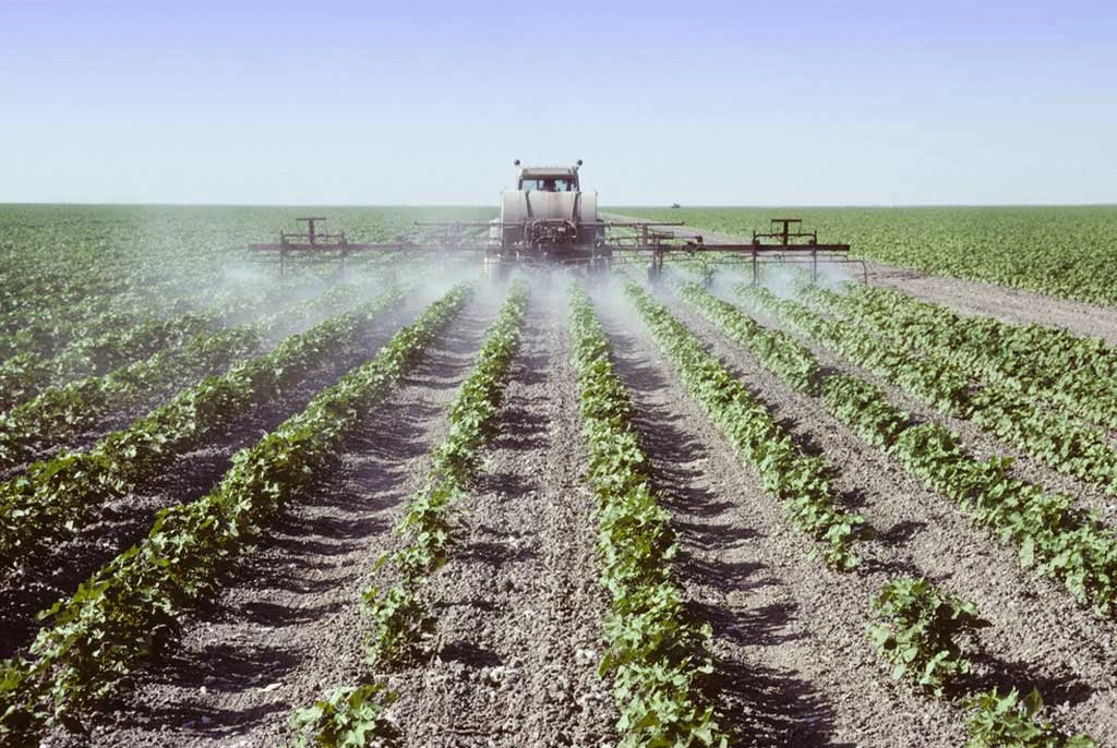 Campo di cotone convenzionale