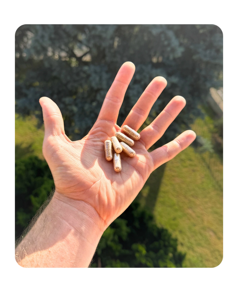 Fegato di Bovino Grass Fed