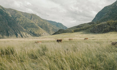 Mucche marroni al pascolo libero in una valle montana con erba alta e catena montuosa sullo sfondo, allevamento estensivo grass-fed per integratori animal based