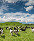 mucche grass fed nuova zelanda