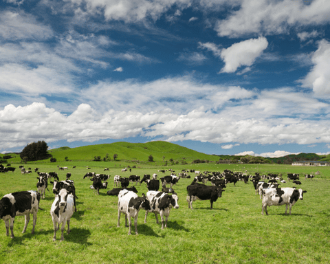 mucche grass fed nuova zelanda