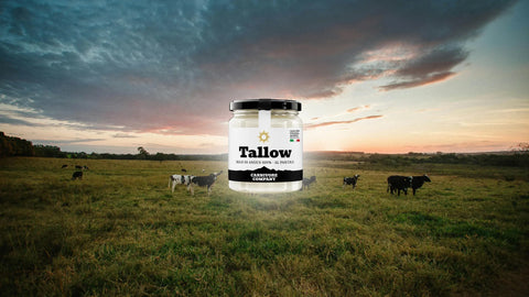 Barattolo di Tallow Italiano Carnivore Company - sego di Angus 100% al pascolo - su sfondo di mandria di bovini al tramonto in prato verde